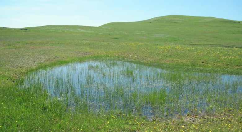 A grassy wetlands with its special ecological system is a natural treasure worth protecting.