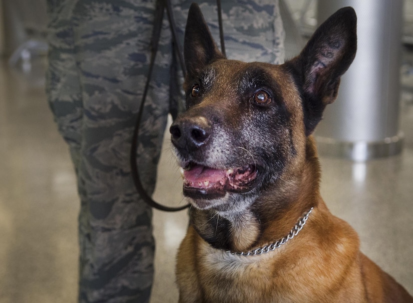 Military working dog Lenox waits to do a practice sweep at the passenger terminal at Joint Base Andrews, Md., Dec. 8, 2016.  The military working dog section supports approximately 210 distinguished visitor missions and more than 720 perimeter sweeps per year. (U.S. Air Force photo by Senior Airman Mariah Haddenham)