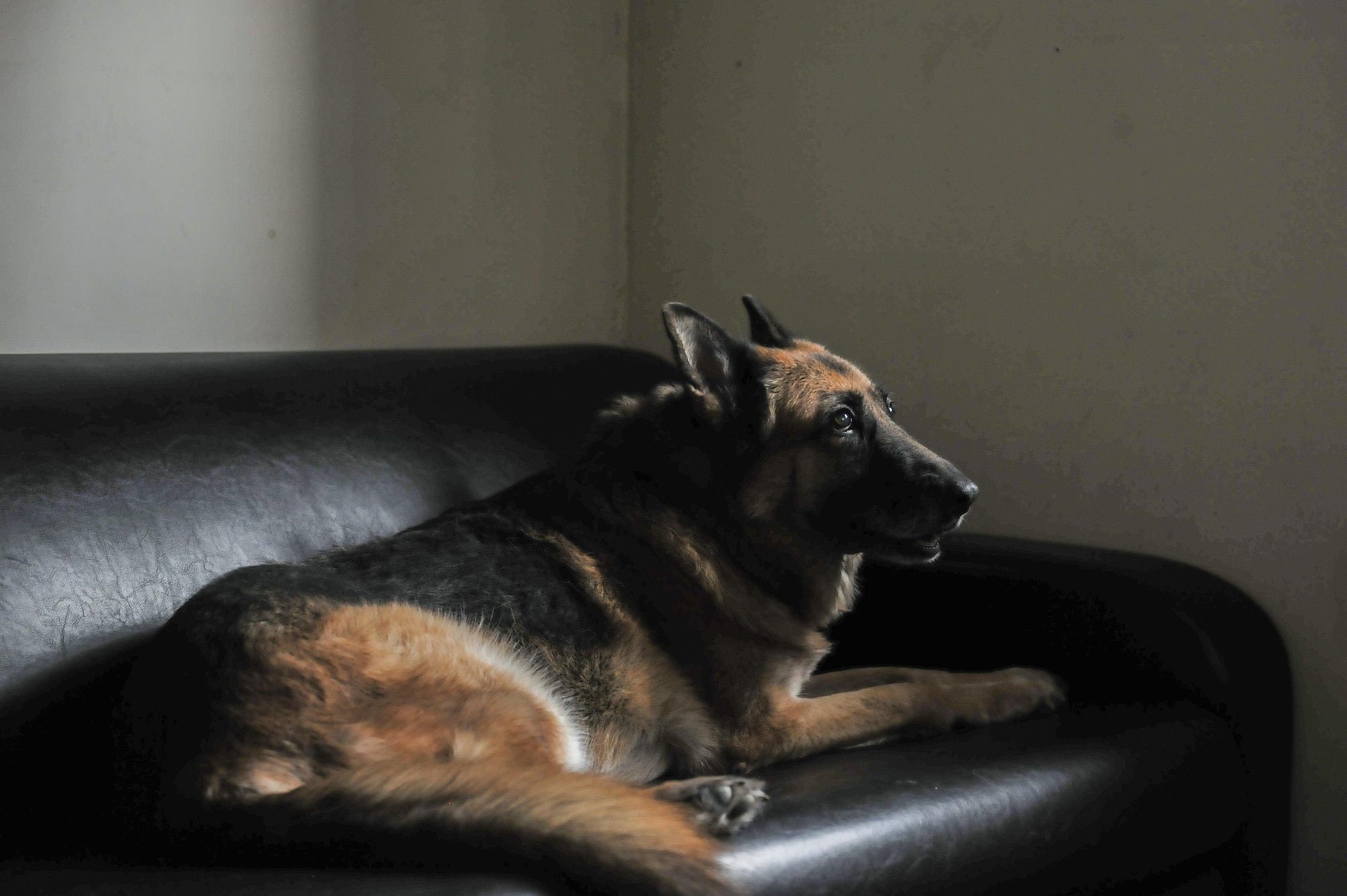 Stella, 8th Security Forces Squadron military working dog, lays on a couch inside the MWD compound at Kunsan Air Base, Republic of Korea, Nov. 11, 2016. Stella has come to the end of her military service and will be retiring because of lumbosacral disease, which is the degeneration of the joints, spine and compression of the nerves causing lower back discomfort as well as leg pain. (U.S. Air Force photo by Senior Airman Colville McFee/Released)