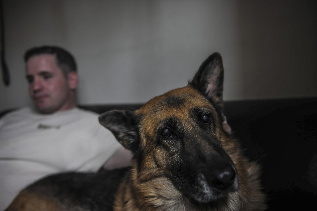 Staff Sgt. Bryan Tarantella, 8th Security Forces Squadron military working dog handler, scratches the head of Stella, 8th Security Forces Squadron military working dog, inside the MWD compound at Kunsan Air Base, Republic of Korea, Nov. 11, 2016. Stella began her career at Lackland AFB and was then assigned to Kunsan, primarily working as a drug detection dog for the past five years. (U.S. Air Force photo by Senior Airman Colville McFee/Released)