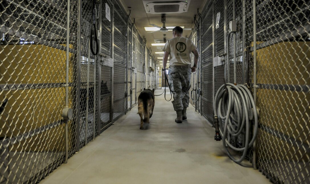 Staff Sgt. Bryan Tarantella, 8th Security Forces military working dog handler, walks Stella, 8th SFS military working dog, into her kennel after a day of agility bite training and commands at Kunsan Air Base, Republic of Korea, Nov. 11, 2016. Stella has come to the end of her military service and will be retiring because of lumbosacral disease, which is the degeneration of the joints, spine and compression of the nerves causing lower back discomfort as well as leg pain.  (U.S. Air Force photo by Senior Airman Colville McFee/Released)