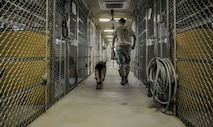 Staff Sgt. Bryan Tarantella, 8th Security Forces military working dog handler, walks Stella, 8th SFS military working dog, into her kennel after a day of agility bite training and commands at Kunsan Air Base, Republic of Korea, Nov. 11, 2016. Stella has come to the end of her military service and will be retiring because of lumbosacral disease, which is the degeneration of the joints, spine and compression of the nerves causing lower back discomfort as well as leg pain.  (U.S. Air Force photo by Senior Airman Colville McFee/Released)