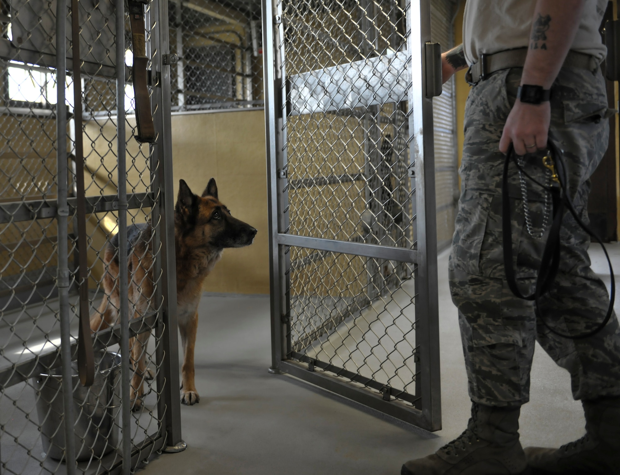 Staff Sgt. Bryan Tarantella, 8th Security Forces Squadron military working dog handler, puts Stella, 8th SFS military working dog, into her kennel after a day of agility bite training and commands at Kunsan Air Base, Republic of Korea, Nov. 11, 2016. Due to Stella’s condition she can only train for short periods and needs time to recover. Tarantella has been a handler for 11 years and is getting ready to move to Joint Base San Antonio-Lackland where he will take Stella with him as he plans to adopt her. Stella has come to the end of her military service and will be retiring because of lumbosacral disease, which is the degeneration of the joints, spine and compression of the nerves causing lower back discomfort as well as leg pain. (U.S. Air Force photo by Senior Airman Colville McFee/Released)