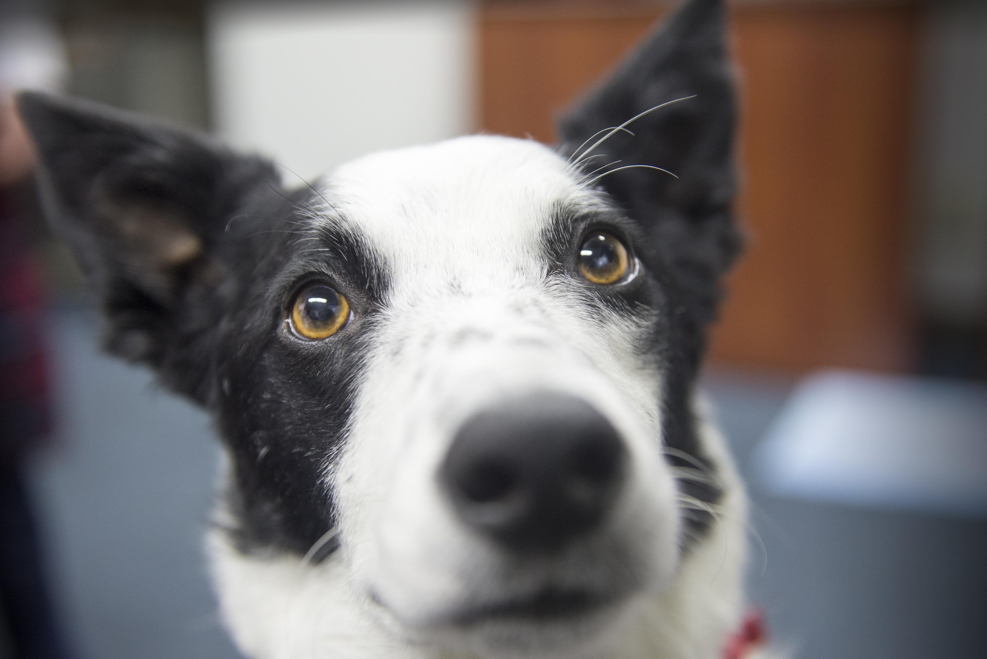 Taffy, certified therapy dog, poses for a photo at Yokota Air Base, Japan, Dec. 7, 2016. As a therapy dog, Taffy is participating in the 'tail waggin' tutors' program where he helps children with reading difficulties. (U.S. Air Force photo by Senior Airman David C. Danford/Released)