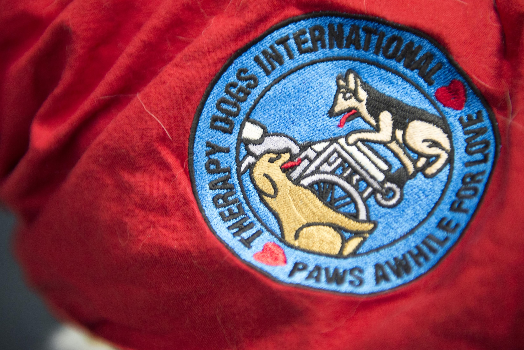 The bandanna worn by Taffy, certified therapy dog, displays his organization patch at Yokota Air Base, Japan, Dec. 7, 2016. As a therapy dog, Taffy is participating in the 'tail waggin' tutors' program where he helps children with reading difficulties. (U.S. Air Force photo by Senior Airman David C. Danford/Released)