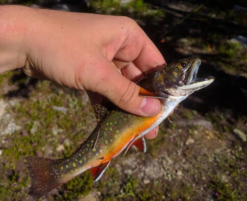 A Brook Trout wriggles in the hands of a fisherman at Twin Lakes in the Sawtooth National Forest, Idaho, July 16th, 2016. These naturally occurring trout have a vibrant red-orange marking and red spots to set them apart from other mountain trout. (U.S. Air Force photo by Senior Airman Connor J. Marth/Released)