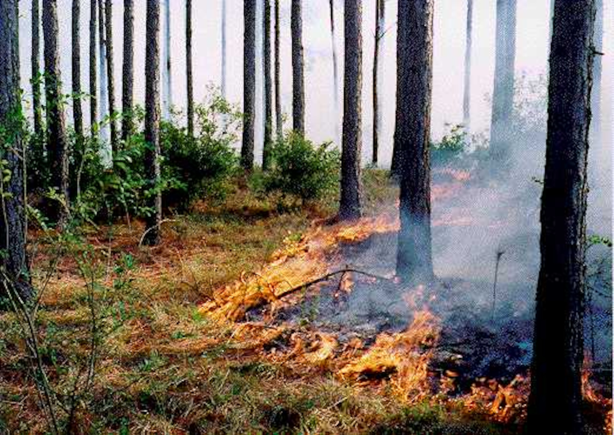 A prescribed small head fire burns through pine woods of JB Charleston – WS, February 2016. The primary goal of prescribed fire is to prevent and minimize wildfire by reducing fuel loads in the 12,000 acres of managed forest land here.