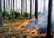 A prescribed small head fire burns through pine woods of JB Charleston – WS, February 2016. The primary goal of prescribed fire is to prevent and minimize wildfire by reducing fuel loads in the 12,000 acres of managed forest land here.