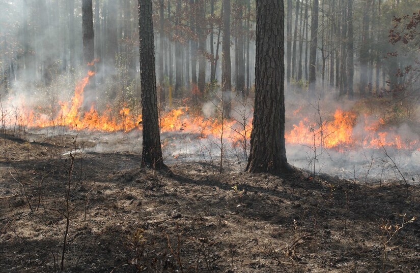 A prescribed backing fire burns through pine woods of Joint Base Charleston, South Carolina Weapons Station, February 2016. The primary goal of prescribed fire is to prevent and minimize wildfire by reducing fuel loads in the 12,000 acres of managed forest land here.