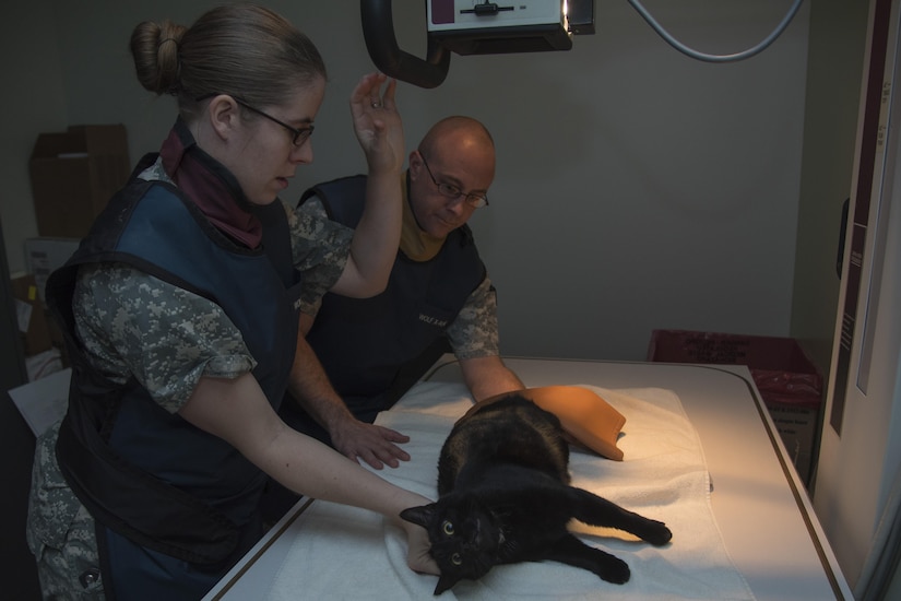 U.S. Army Capt. Brittany Beavis, left, Public Health Command District veterinarian, and U.S. Army Specialist Joshua Hanback, right, Public Health Command District animal care specialist, give a cat an x-ray at the Veterinary Treatment Facility on Joint Base Andrews, Md., Dec. 13, 2016. Animal care specialists assist veterinarians in restraining animals to accomplish the clinic’s goal to provide veterinary care for military working dogs and base member’s pets. (U.S. Air Force photo by Airman 1st Class Valentina Lopez)