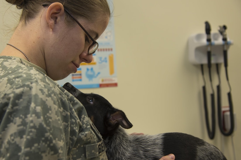 U.S. Army Capt. Brittany Beavis, Public Health Command District veterinarian, gives a physical exam to a dog at the Veterinary Treatment Facility on Joint Base Andrews, Md., Dec. 13, 2016. The JBA veterinary clinic provides veterinary care for military working dogs and base members’ pets. (U.S. Air Force photo by Airman 1st Class Valentina Lopez)