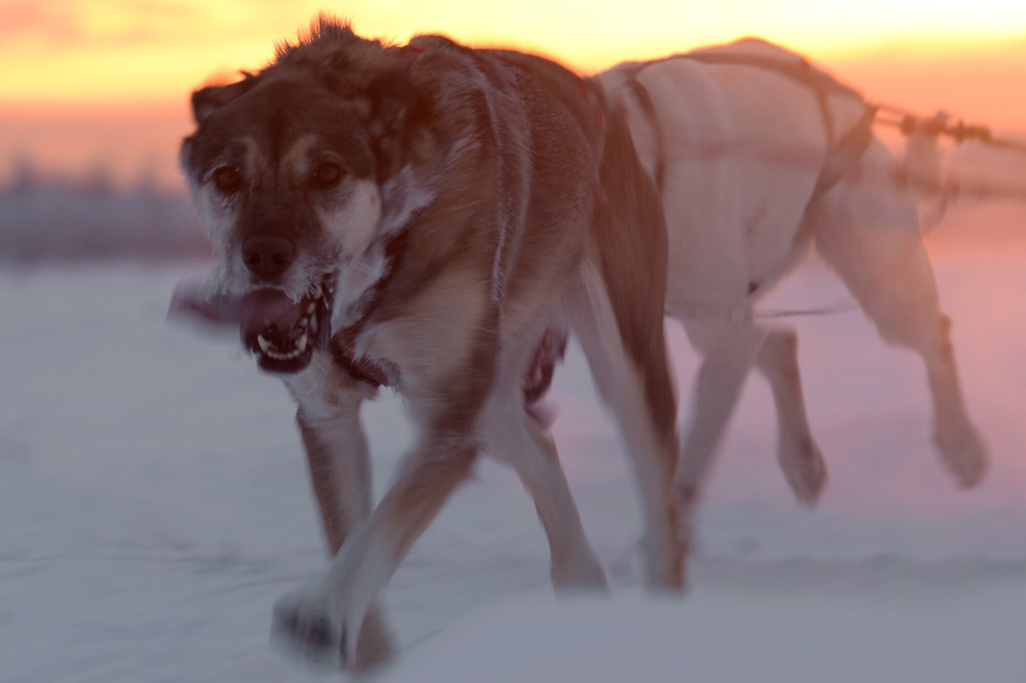A sled dog runs through the snow Dec. 17, 2016, at the 338 Pond near Eielson Air Force Base, Alaska. Not only was this the season opener, but this was the first time a mushing race was held on Eielson property. (U.S. Air Force photo by Airman Eric Fisher)
