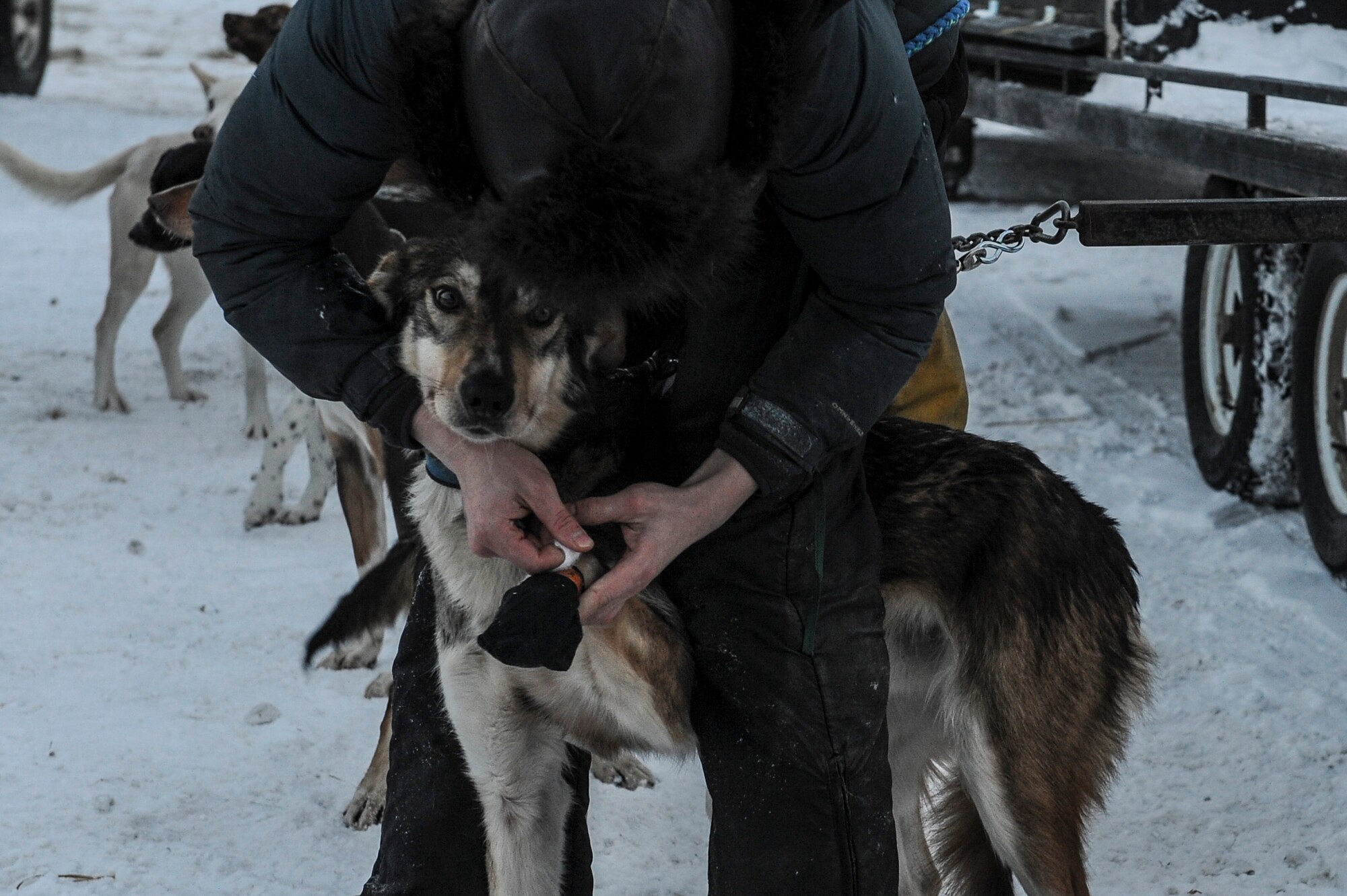 A junior musher from the Junior Mushers Association of Interior Alaska, puts protective mittens on their dog’s paws as part of preparation for a race Dec. 17, 2016, at the 338 Pond across from Eielson Air Force Base, Alaska. This race was the first time Eielson and the junior mushers partnered together to put on a race. (U.S. Air Force photo by Airman Isaac Johnson)