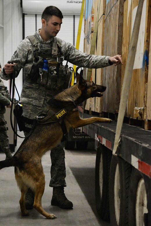 Staff Sgt. Jordan Caldwell, 341st Security Forces Squadron military working dog handler, and his K-9 Lady, search a vehicle Dec. 21, 2016, at Malmstrom Air Force Base, Mont. Caldwell and his dog search vehicles each day to ensure no illegal contraband is brought onto the installation and to keep base personnel safe. (U.S. Air Force photo/Airman 1st Class Daniel Brosam)