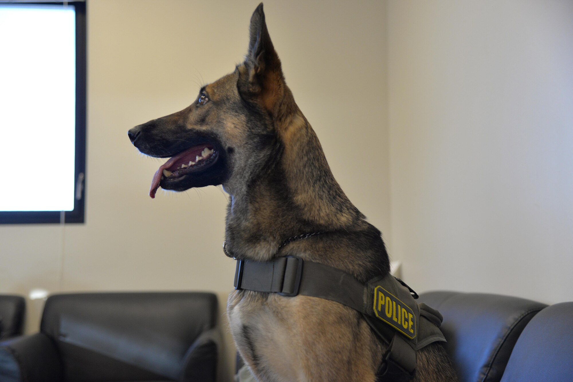 Lady, a 4-year-old Belgian Malinois, rests after a day of work Dec. 21, 2016, at Malmstrom Air Force Base, Mont. The bond between Lady and her handler, Staff. Sgt. Jordan Caldwell, 341st Security Forces Squadron military working dog handler, took time and patience to build to what they have today. (U.S. Air Force photo/Airman 1st Class Daniel Brosam)