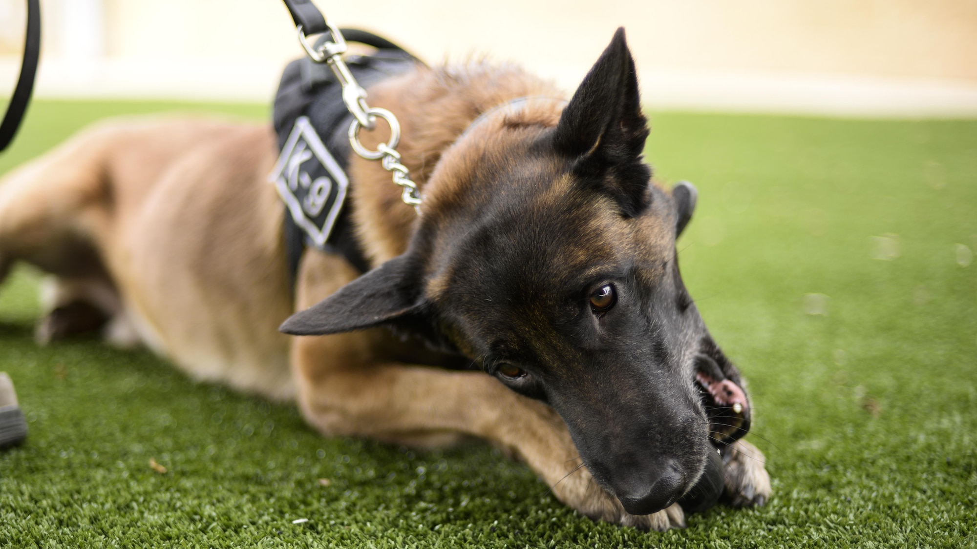 Jop, a military working dog with the 49th Security Forces Squadron, chews on a rubber toy during a “play time” session with his handler at Holloman Air Force Base, N.M. Dec. 7, 2016. Holloman’s MWDs are afforded play time daily. Oftentimes, basic obedience is incorporated into the dog’s play time. Handlers are required to do a minimum of one hour of obedience training every day, which involves commands such as sit, down, stay, heel and out. (U.S. Air Force photo by Airman 1st Class Alexis P. Docherty) 