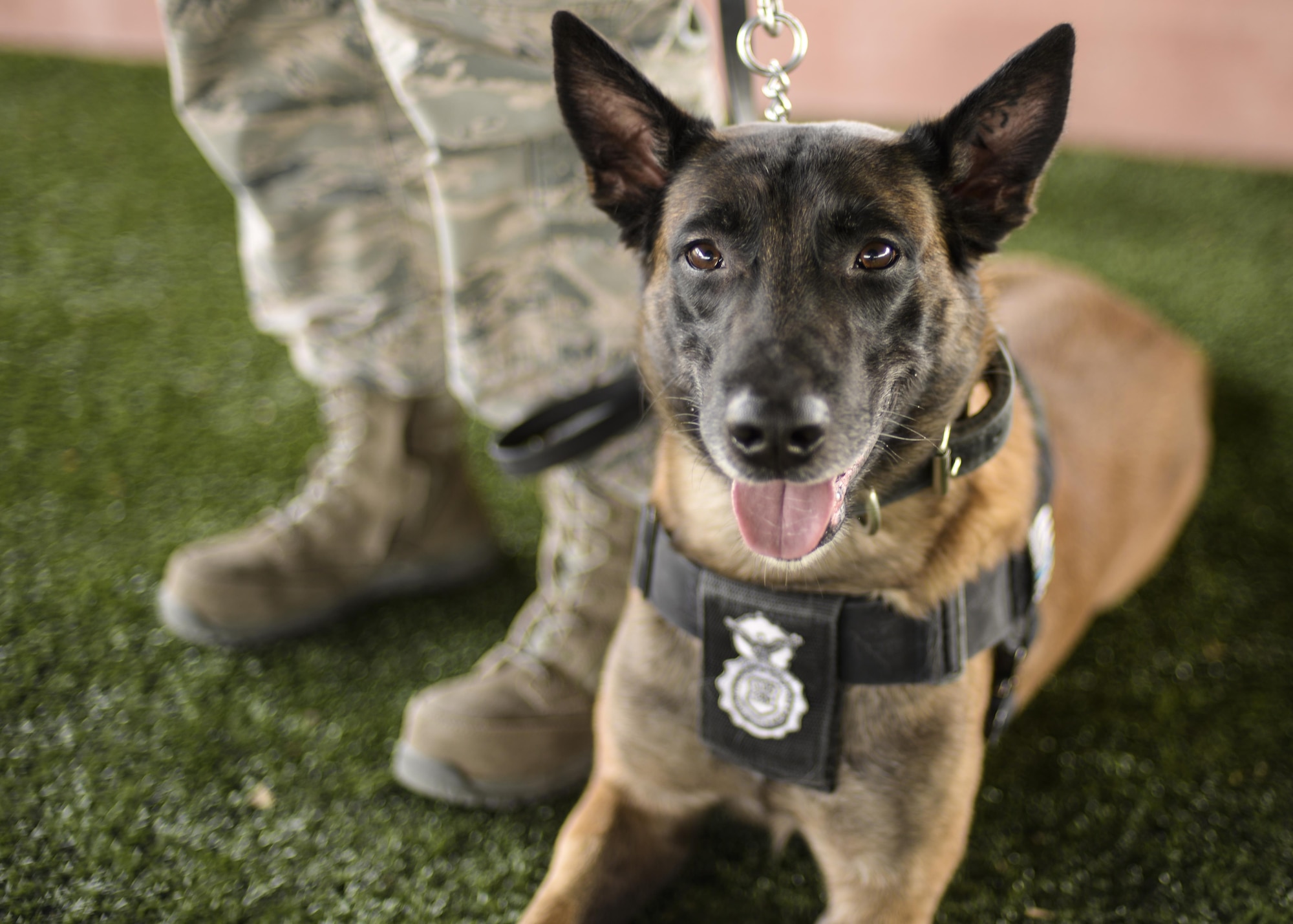 Jop, a military working dog with the 49th Security Forces Squadron, poses for the camera during a “play time” session at Holloman Air Force Base, N.M. Dec. 7, 2016. Jop has served in several deployments and is currently receiving medical treatment for cancer. (U.S. Air Force photo by Airman 1st Class Alexis P. Docherty)