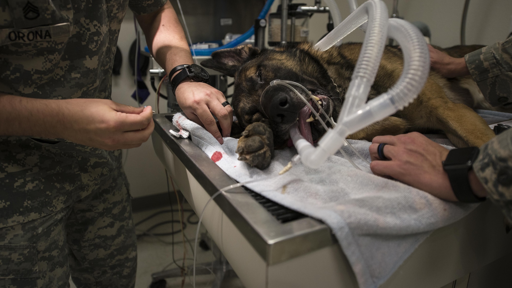 Dylan, a military working dog with the 49th Security Forces Squadron, is placed onto a metal table and anesthetized, for a routine dental cleaning at the veterinary clinic at Holloman Air Force Base, N.M. Dec. 13, 2016. Holloman’s MWDs are anesthetized during dental cleanings for comfort and safety purposes. (U.S. Air Force photo by Airman 1st Class Alexis P. Docherty)


