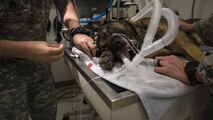 Dylan, a military working dog with the 49th Security Forces Squadron, is placed onto a metal table and anesthetized, for a routine dental cleaning at the veterinary clinic at Holloman Air Force Base, N.M. Dec. 13, 2016. Holloman’s MWDs are anesthetized during dental cleanings for comfort and safety purposes. (U.S. Air Force photo by Airman 1st Class Alexis P. Docherty)

