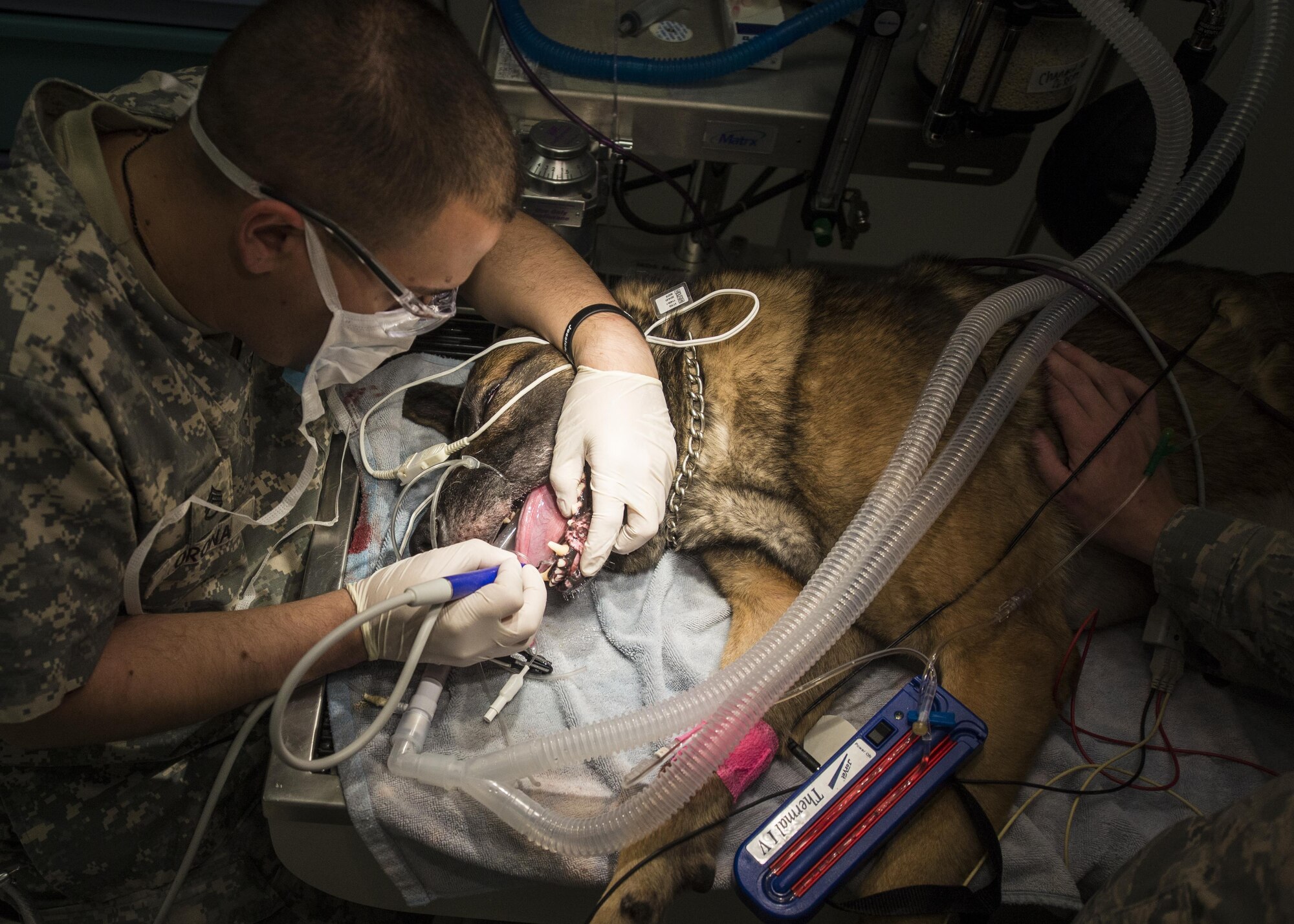 Dylan, a military working dog with the 49th Security Forces Squadron, gets a routine dental cleaning at the veterinary clinic at Holloman Air Force Base, N.M. Dec. 13, 2016. Holloman’s MWDs receive routine dental and medical checkups. A veterinarian is on station 24/7 to assure the health of the dogs. (U.S. Air Force photo by Airman 1st Class Alexis P. Docherty)
