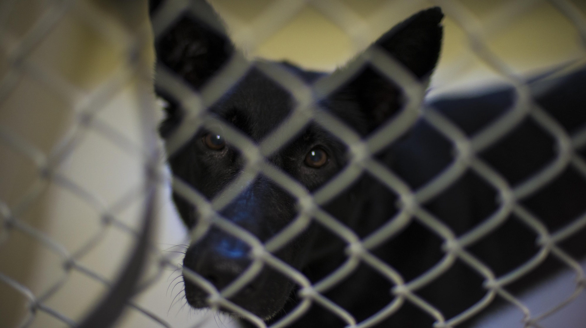 Cola, a military working dog with the 49th Security Forces Squadron, waits to be fed her afternoon meal at Holloman Air Force Base, N.M. Dec. 12, 2016. Holloman’s MWDs are fed twice daily and given comfort breaks.  (U.S. Air Force photo by Airman 1st Class Alexis P. Docherty)