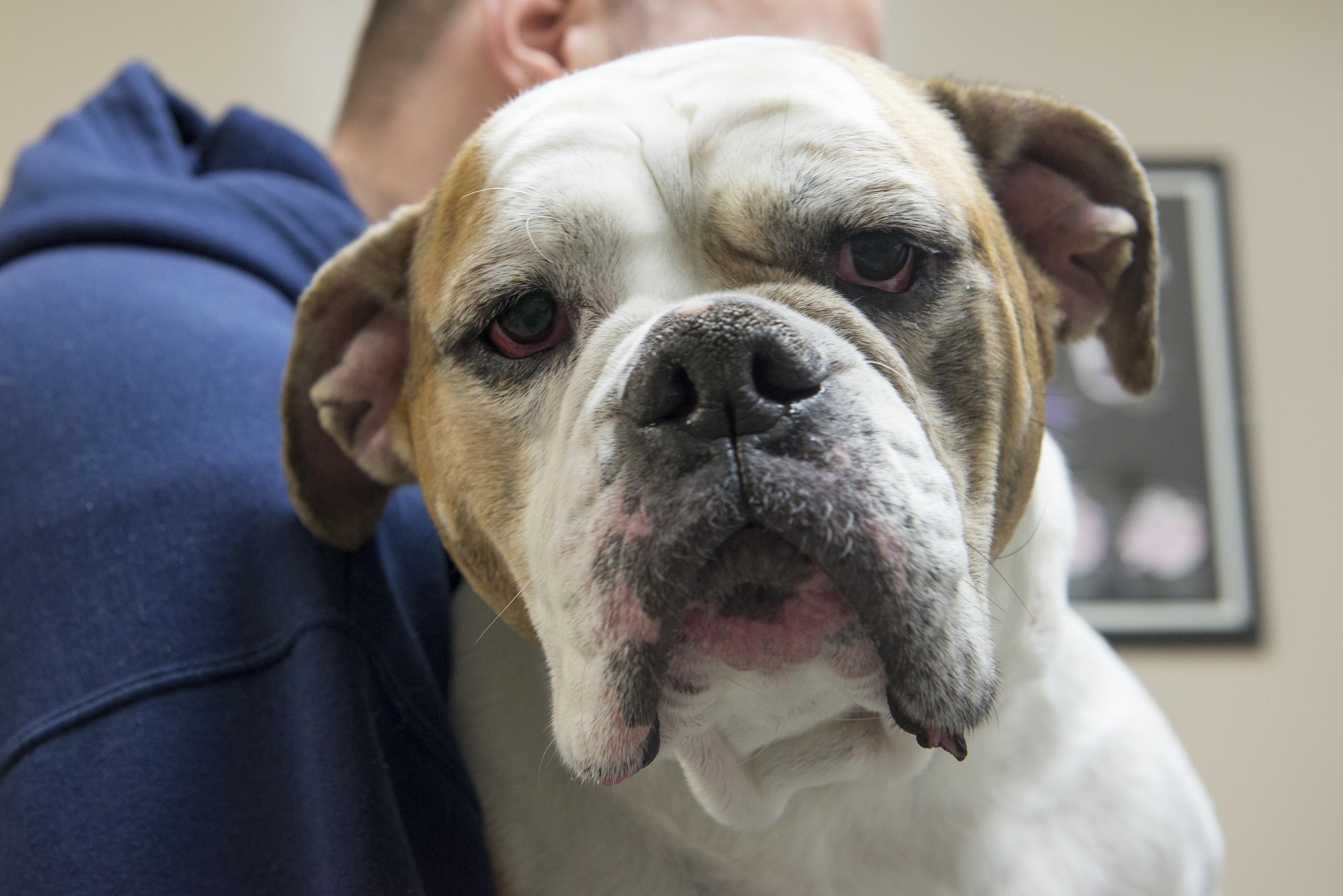 Betty the bulldog visits the Yokota base veterinary clinic for an ear infection at Yokota Air Base, Japan, Dec. 20, 2016. The vet clinic provides preventative medical care for privately owned pets on base. (U.S. Air Force photo by Senior Airman David C. Danford)