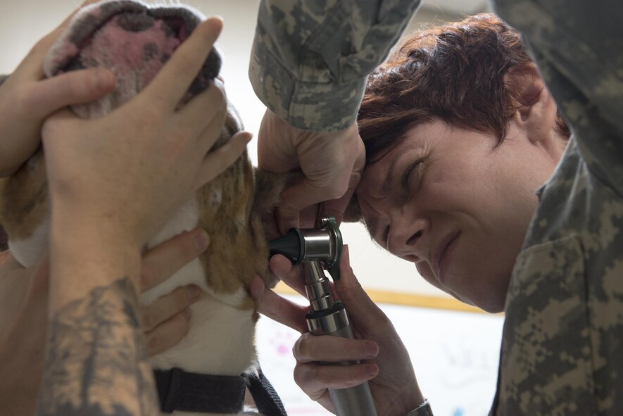 U.S. Army Capt. Amanda Hauck, Public Health Command District Japan veterinarian, performs a check-up at Yokota Air Base, Japan, Dec. 20, 2016. As of March 31, 1980, the Army was made the Executive Agent for all Department of Defense veterinary services. (U.S. Air Force photo by Senior Airman David C. Danford)