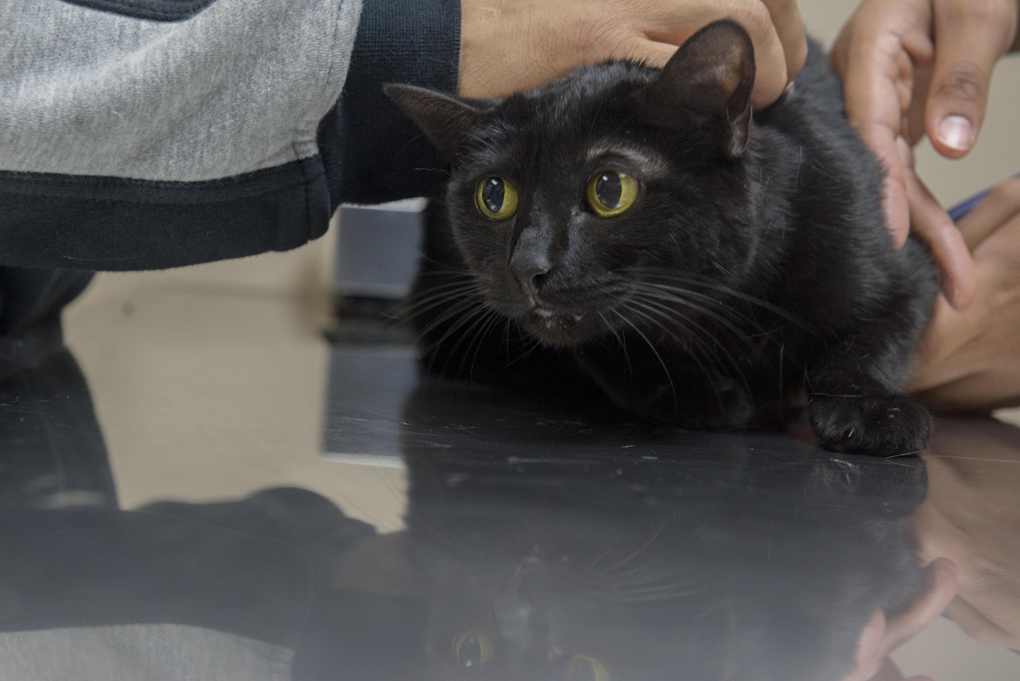 U.S. Army Spc. Raijuenea Baron, Public Health Command District Japan veterinary technician, takes vitals for Kisses the cat at Yokota Air Base, Japan, Dec. 20, 2016. The vet clinic provides preventative medical care for privately owned pets on base. (U.S. Air Force photo by Senior Airman David C. Danford)