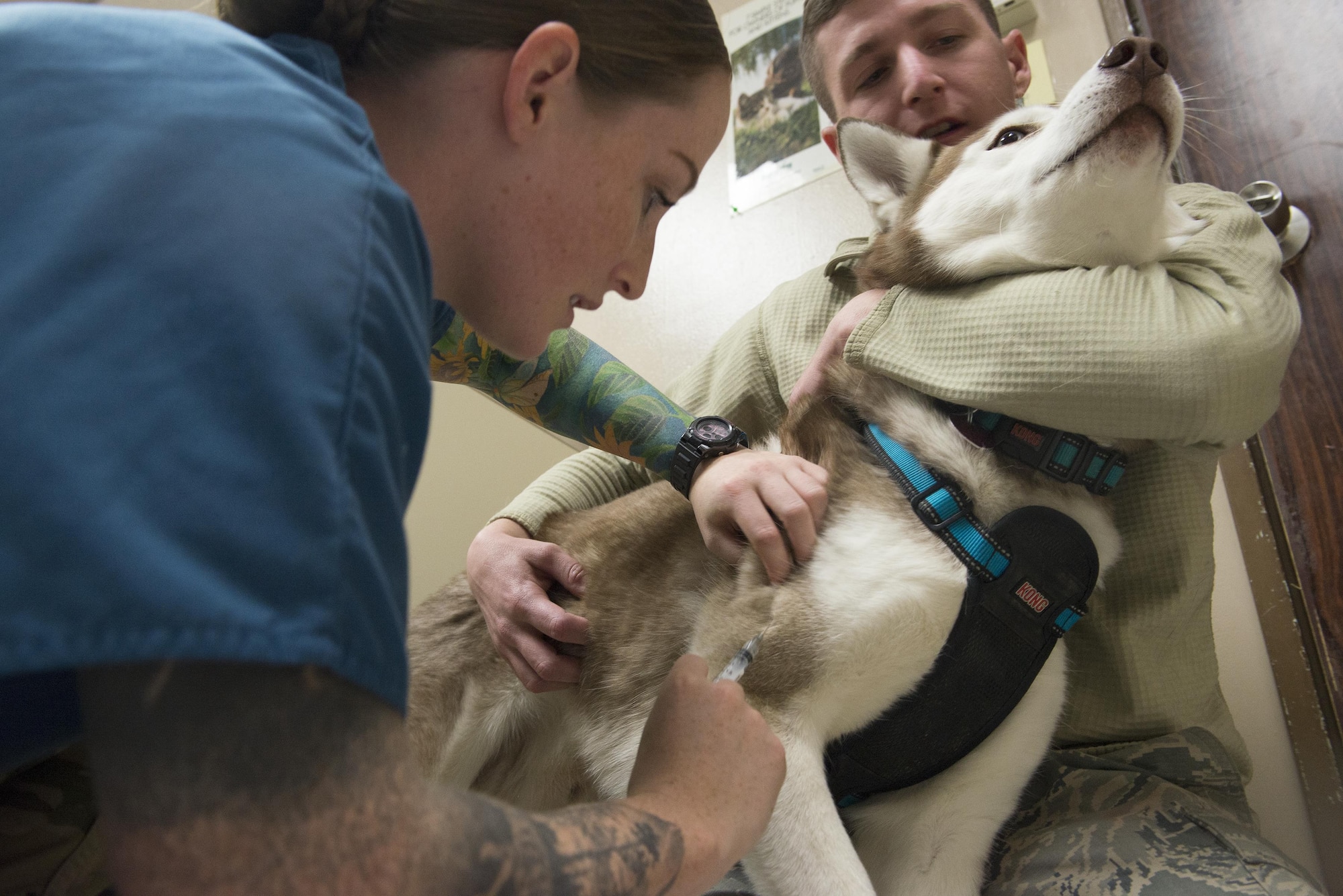 U.S. Army Spc. Alli Oliver, Public Health Command District Japan veterinary technician, gives vaccine shots to Riley at Yokota Air Base, Japan, Dec. 20, 2016. As of March 31, 1980, the Army was made the Executive Agent for all Department of Defense veterinary services. (U.S. Air Force photo by Senior Airman David C. Danford)