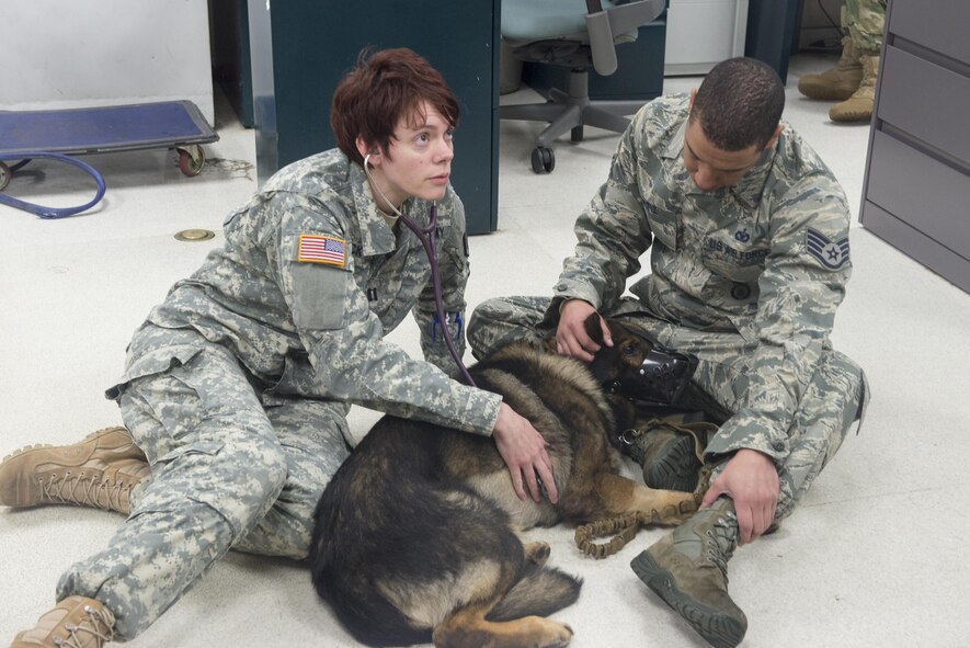 U.S. Army Capt. Amanda Hauck, Public Health Command District Japan veterinarian, takes vitals for Benjo, 374th Security Forces military working dog, at Yokota Air Base, Japan, Dec. 21, 2016. MWDs are the clinic's top priority ensuring that the four-legged Airmen are ready to work and deploy. (U.S. Air Force photo by Senior Airman David C. Danford)