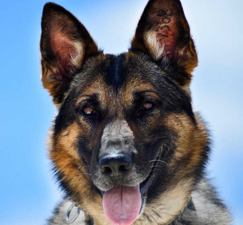 Military Working Dog Toby looks for his handler May 10, 2016, at Creech Air Force Base, Nevada. For National Police Week, security forces defenders came together for a MWD demonstration and life of a warrior fitness challenge, and a retreat ceremony to honor the sacrifices of civilian and military law enforcement personnel. (U.S. Air Force photo by Senior Airman Christian Clausen/Released)