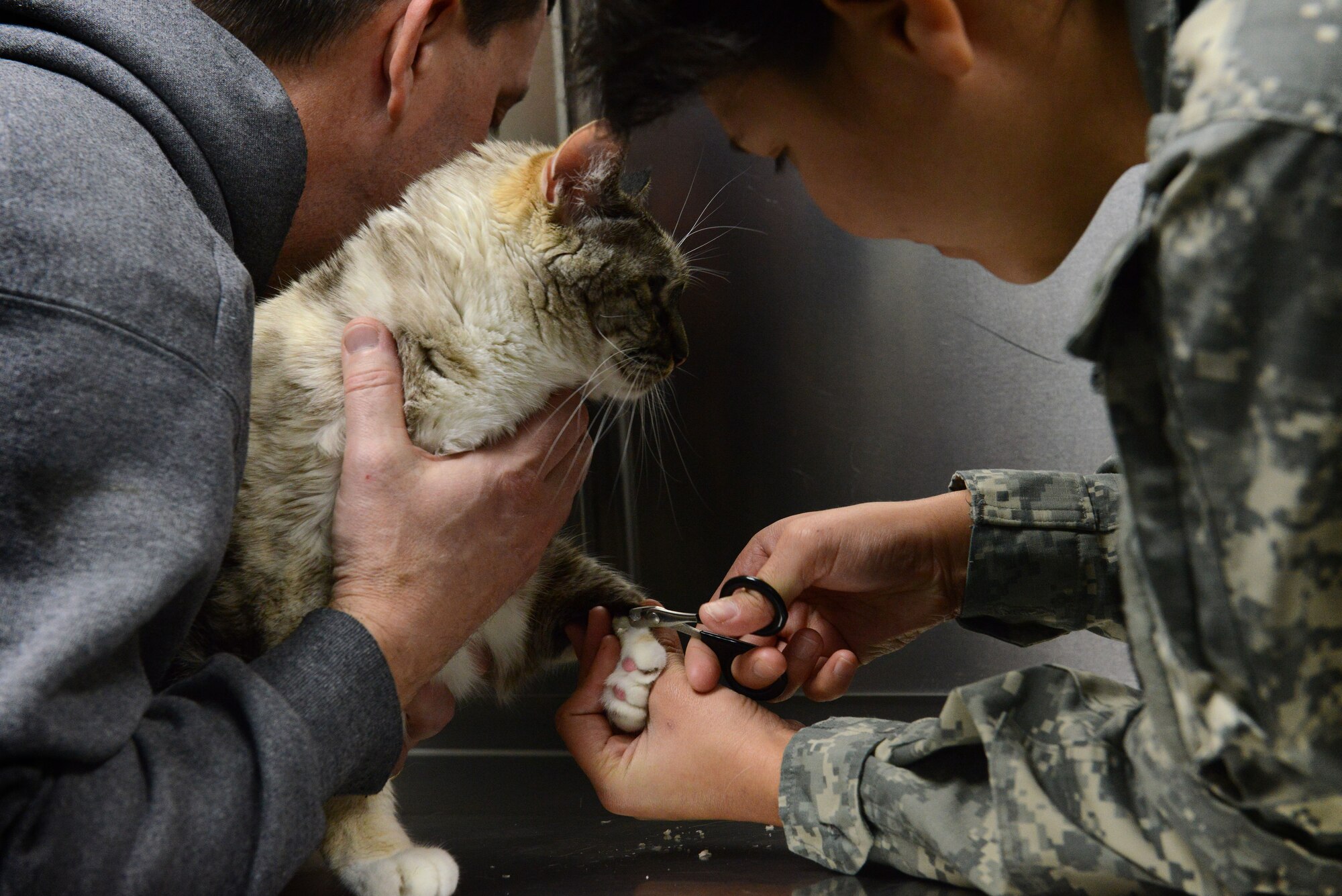 U.S. Army Pfc. Brigette Sarria, Fort Jackson Veterinary Treatment Facility animal care assistant assigned to Public Health Command at Fort Gordon, Ga., cuts Smudge’s nails, while Richard McGuinness, a retired veteran, holds him at Shaw Air Force Base, S.C., Jan. 27, 2016. The Shaw Veterinary Treatment Facility offers microchip services, vaccines, and annual check-ups for both cats and dogs. (U.S. Air Force photo by Airman 1st Class Destinee Dougherty)