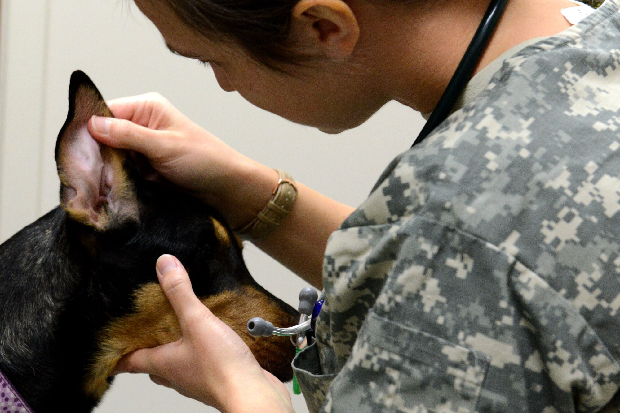 U.S. Army Pfc. Brigette Sarria, Fort Jackson Veterinary Treatment Facility animal care assistant assigned to Public Health Command at Fort Gordon, Ga., looks inside Kiera’s ears at Shaw Air Force Base, S.C., Jan. 27, 2016. In addition to household pets, the Shaw Veterinary Treatment Facility also provides care for the 20th Security Forces Squadron’s military working dogs. (U.S. Air Force photo by Airman 1st Class Destinee Dougherty)