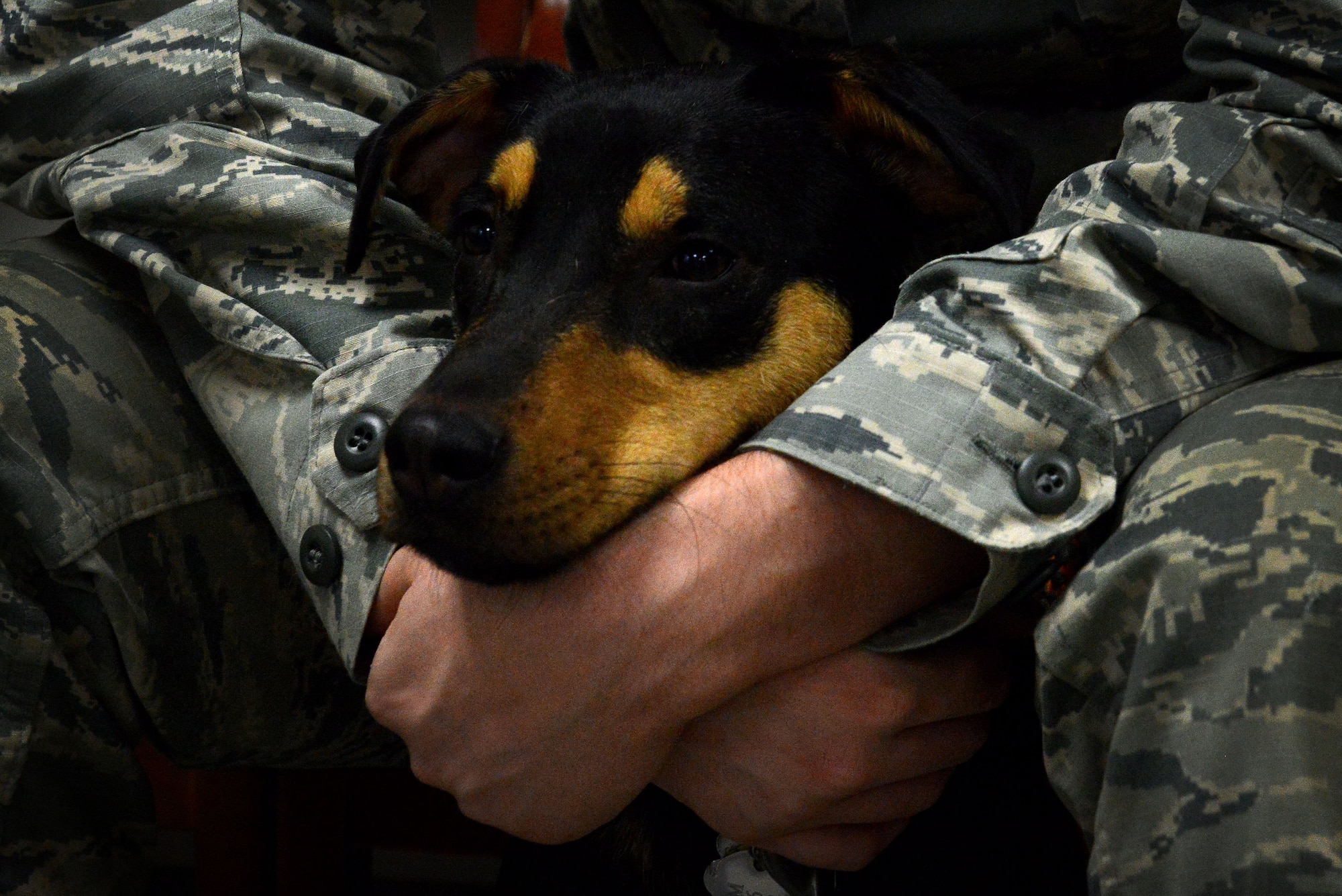 A U.S. Air Force Airman holds his dog, Kiera, while sitting in the waiting area of the Shaw Veterinary Treatment Facility at Shaw Air Force Base, S.C., Jan. 27, 2016. The Shaw VTF provides medical care to the animal companions of Team Shaw members. (U.S. Air Force photo by Airman 1st Class Destinee Dougherty)
