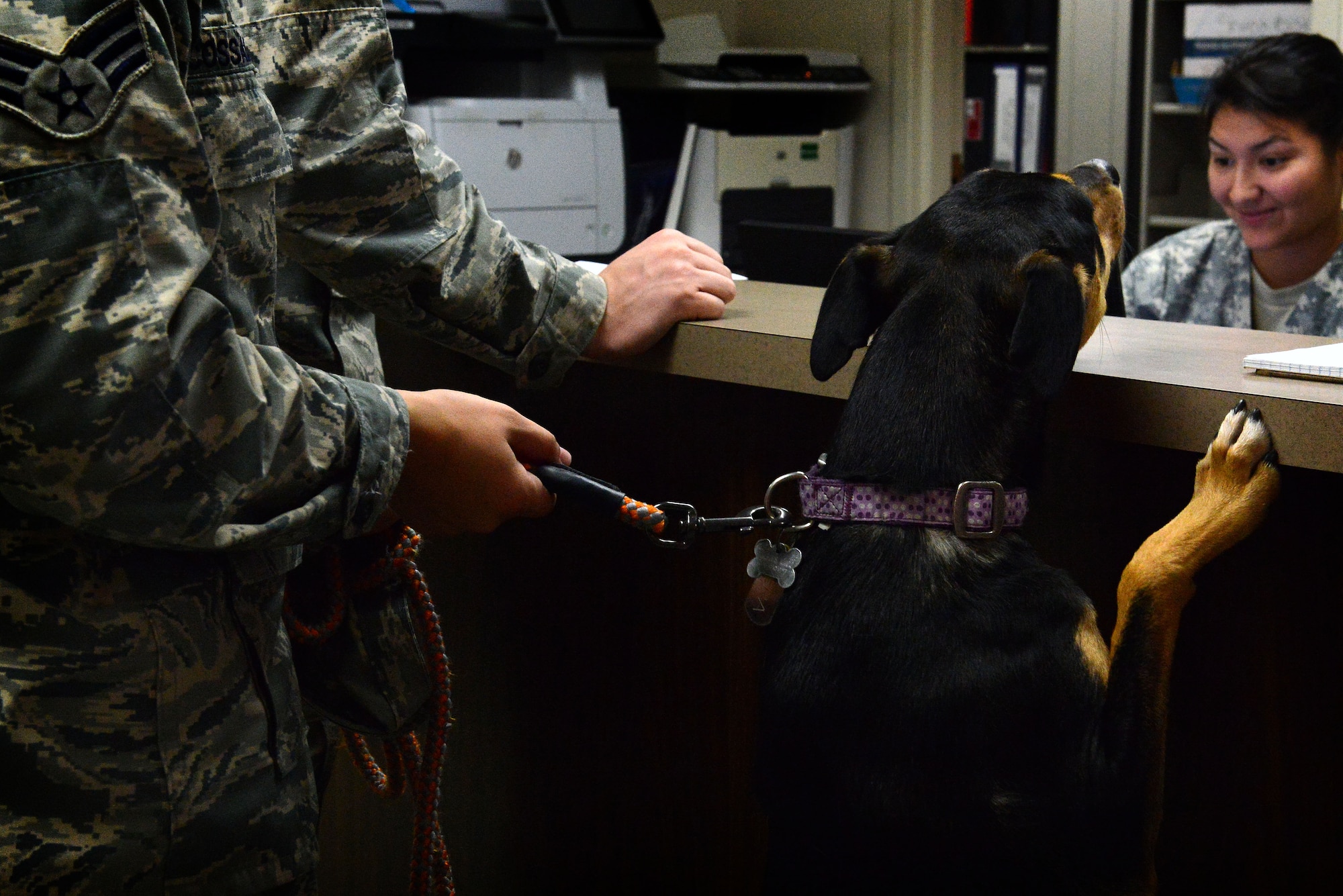 Kiera attempts to climb over the counter to U.S. Army Pfc. Brigette Sarria, Fort Jackson Veterinary Treatment Facility animal care assistant assigned to Public Health Command at Fort Gordon, Ga., after an annual check-up at Shaw Air Force Base, S.C., Jan. 27, 2016. The Shaw Veterinary Treatment Facility does not offer surgical services, but handles mild sick calls and annual check-ups. (U.S. Air Force photo by Airman 1st Class Destinee Dougherty)