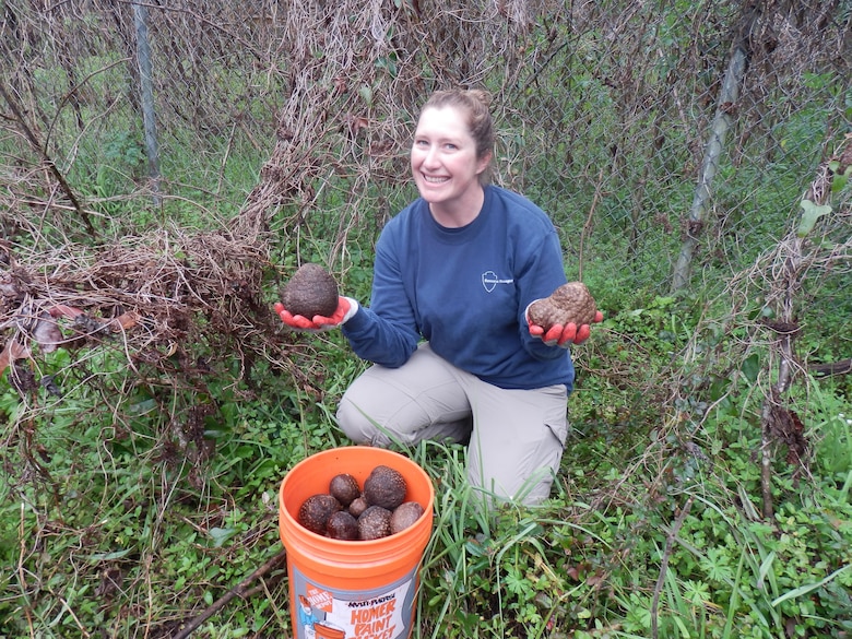 Invasive species biologist Jessica Spencer collects Air Potato       