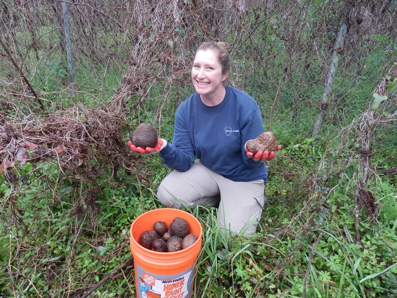 Invasive species biologist Jessica Spencer collects Air Potato       