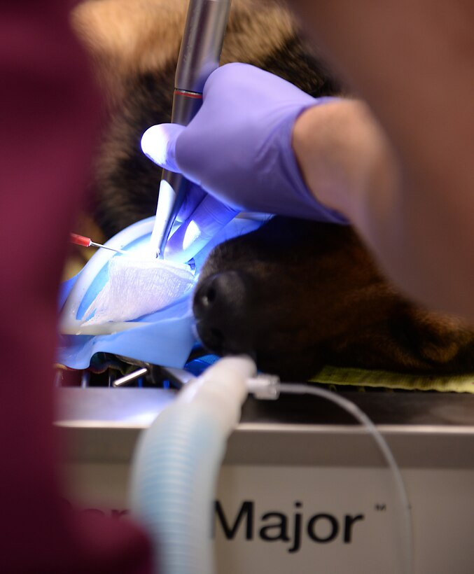 U.S. Air Force Major Scott Seago, endodontics chief assigned to the 633rd Dental Squadron, performs a root canal on a 633rd Security Forces Squadron military working dog at the veterinary clinic at Langley Air Force Base, Va., Jan. 27, 2016. Veterinarians partnered with the base dental clinic at Joint Base Langley-Eustis to service 22 MWDs. (U.S. Air Force photo by Staff Sgt. Teresa J. Cleveland)
