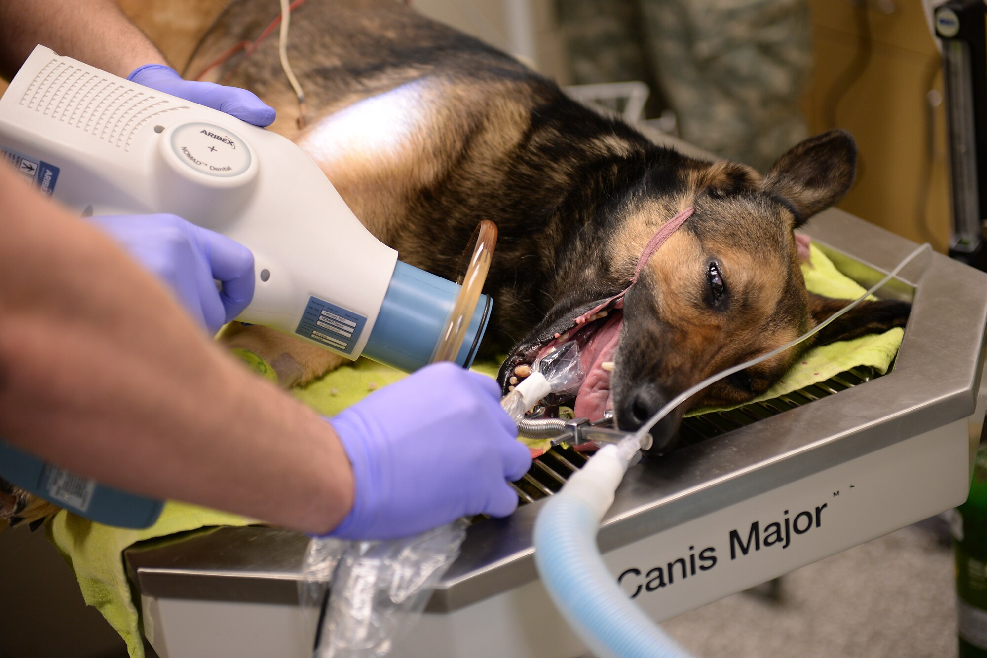 U.S. Air Force Major Scott Seago, endodontics chief assigned to the 633rd Dental Squadron, takes x-rays of a 633rd Security Forces Squadron military working dog at the veterinary clinic at Langley Air Force Base, Va., Jan. 27, 2016. X-rays must be available to ensure the veterinarian performs the procedure in the proper place. (US. Air Force photo by Staff Sgt. Teresa J. Cleveland)