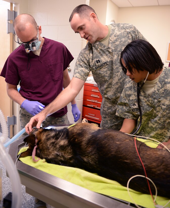 U.S. Air Force Maj. Scott Seago, endodontics chief assigned to the 633rd Dental Squadron, U.S. Army Capt. Andrew Chambers, veterinary service officer, and Sgt. Jasmine Moore, noncommissioned officer in charge assigned to Public Health Command Branch Fort Eustis, work together to perform a root canal on a 633rd Security Forces Squadron military working dog (MWD) at the veterinary clinic at Langley Air Force Base, Va., Jan. 27, 2016. While humans only require local anesthesia or mild sedation for a root canal procedure, a MWD requires full general anesthesia to avoid any risk of injury to the animal or Service members performing the procedure. (U.S. Air Force photo by Staff Sgt. Teresa J. Cleveland)