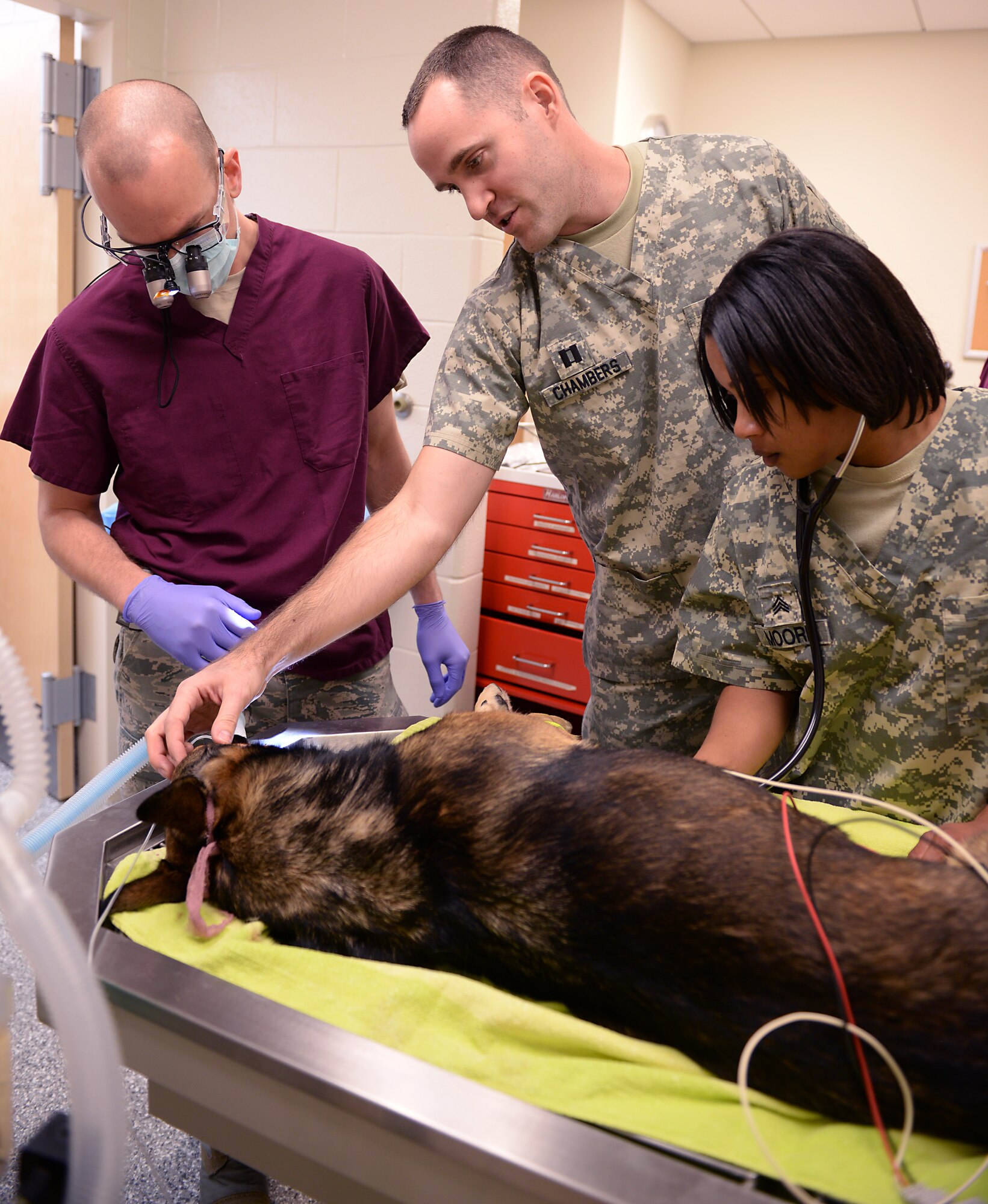 U.S. Air Force Maj. Scott Seago, endodontics chief assigned to the 633rd Dental Squadron, U.S. Army Capt. Andrew Chambers, veterinary service officer, and Sgt. Jasmine Moore, noncommissioned officer in charge assigned to Public Health Command Branch Fort Eustis, work together to perform a root canal on a 633rd Security Forces Squadron military working dog (MWD) at the veterinary clinic at Langley Air Force Base, Va., Jan. 27, 2016. While humans only require local anesthesia or mild sedation for a root canal procedure, a MWD requires full general anesthesia to avoid any risk of injury to the animal or Service members performing the procedure. (U.S. Air Force photo by Staff Sgt. Teresa J. Cleveland)