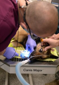 U.S. Air Force Maj. Scott Seago, endodontics chief assigned to the 633rd Dental Squadron, performs a procedure on a 633rd Security Forces Squadron military working dog (MWD) at the veterinary clinic at Langley Air Force Base, Va., Jan. 27, 2016.  The clinics worked together to perform a root canal on the MWD who fractured her tooth while in the Langley kennels. (U.S. Air Force photo by Staff Sgt. Teresa J. Cleveland)