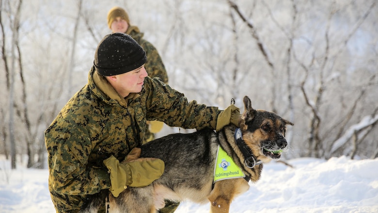 Capt. Robert Mortenson, a company commander with Black Sea Rotational Force, spends time with a Norwegian search-and-rescue dog during cold-weather training at Skoganvarre, Norway, Feb. 5, 2016. The Arctic training was conducted by the U.K. Royal Commandos and hosted by the Norwegian military to improve the U.S. Marine Corps’ capability to support their NATO Allies in extreme environments. 