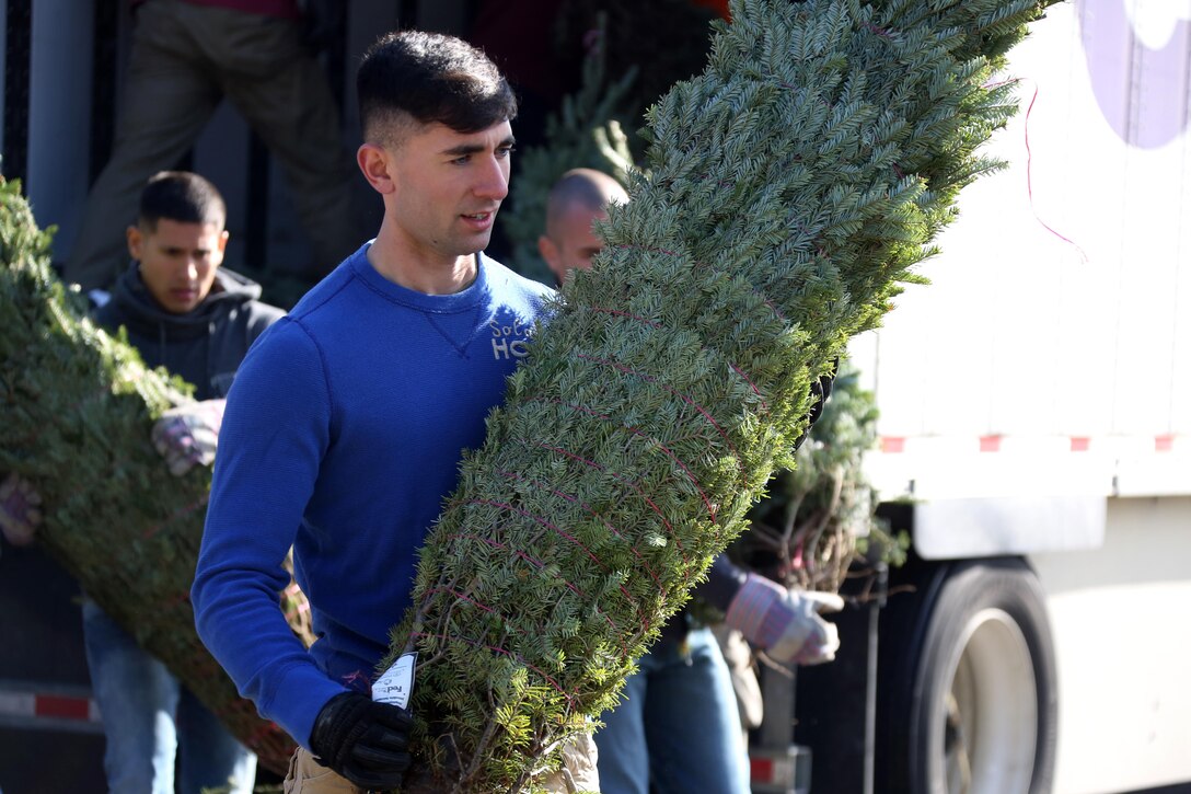 Cpl. Keith Yennie unloads a tree from the back of a truck during the 10th annual trees for troops event at Marine Corps Air Station Cherry Point, N.C., Dec. 8, 2015. More than 400 free trees were distributed to service members and their families as a symbol of brotherhood and appreciation from the community during the holiday season. Yennie is an engineering equipment electric systems technician Marine Wing Communication Squadron 28 (U.S. Marine Corps photo by Cpl. N.W. Huertas/Released)