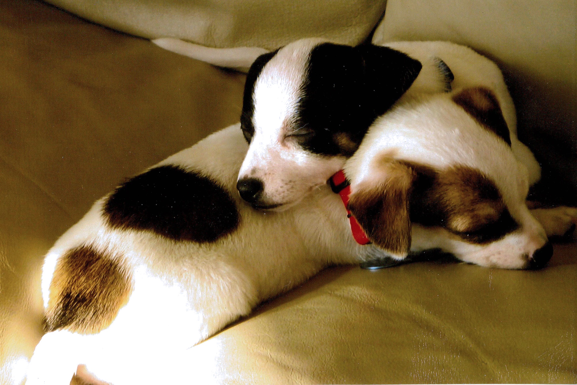 Ted and his brother Baxter sleep after Senior Airman Jillian Shell, 494th Aircraft Maintenance Unit supply technician, got them from a humane society in Tennessee, January 2009. Shell bought Ted and Baxter with an ex-boyfriend, but when they split he kept Baxter and she kept Ted. (Courtesy photo)