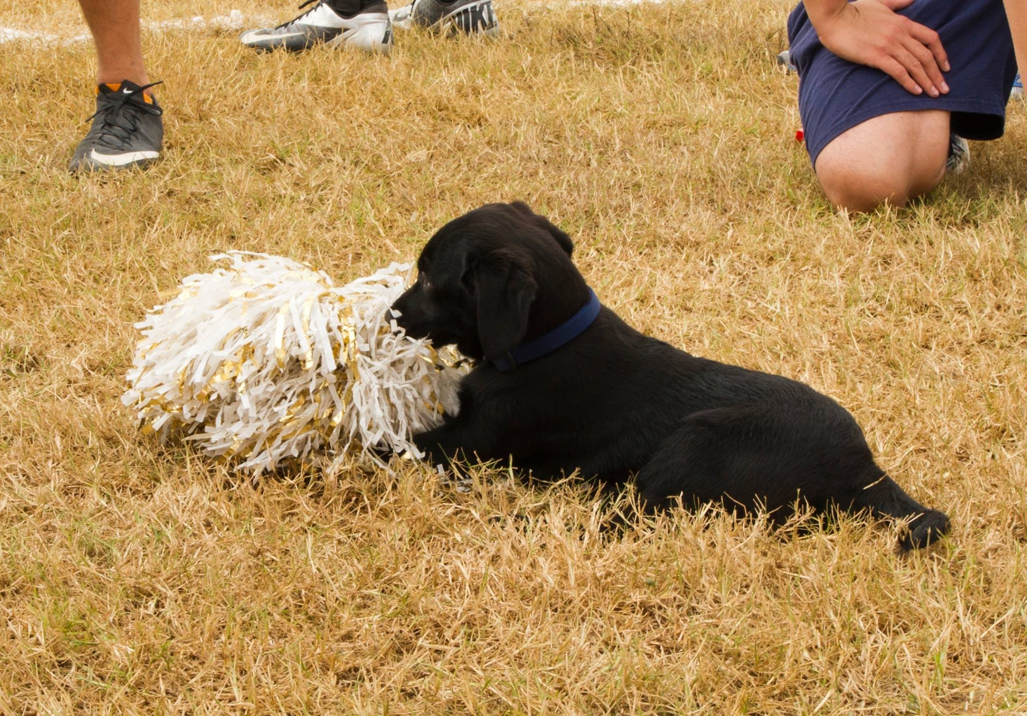 The new 612th Air Base Squadron mascot plays with a pom-pom Feb. 6, 2016 at Soto Cano Air Base, Honduras, involving members of Joint Task Force-Bravo and NFL players. (U.S. Air Force photo by Capt. Christopher Mesnard/Released)
