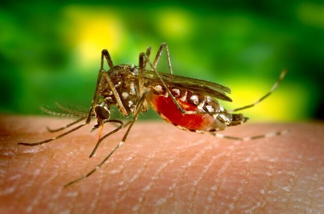 Service members both deployed and traveling abroad must take extra precautions not to be infected with the Zika virus that is currently affecting the Americas. Zika virus is spread to people through mosquito bites. Because the Aedes species mosquitoes that spread Zika virus are found throughout the world, it is likely that outbreaks will spread to new countries. 