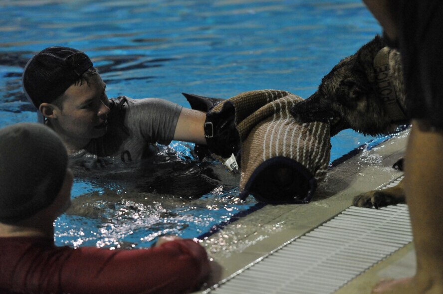 Royal Australian Air Force Leading Aircraftman Grady Humphries, assigned to Combat Support Unit 14 and aggressor for the training, engages a tug-of-war contest with Benga, 380th Expeditionary Security Forces Squadron military working dog, age five, during annual water-based aggression training at the base pool at an undisclosed location in Southwest Asia, Jan. 18, 2016. The purpose of the training, hosted by 380th Expeditionary Security Forces Squadron Military Working Dog Section alongside their Australian counterparts, is to familiarize military working dogs with bodies of water and encourage them to correctly perform their duties in such an environment. (U.S. Air Force photo by Staff Sgt. Kentavist P. Brackin/released)