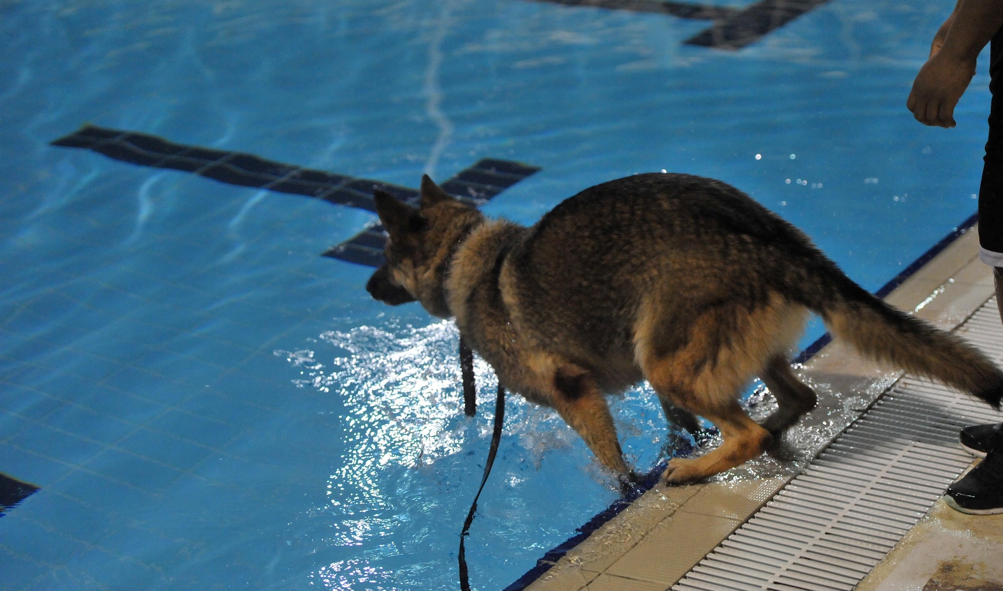 Satie, 380th Expeditionary Security Forces Squadron military working dog, age four, prepares to leap from the edge of a pool during annual water-based aggression training at the base pool at undisclosed location in Southwest Asia, Jan. 18, 2016. Older, more experienced military working dogs dogs were more proactive in their approach to the training, immediately seeking out the aggressor upon entering the pool area. (U.S. Air Force photo by Staff Sgt. Kentavist P. Brackin/released)