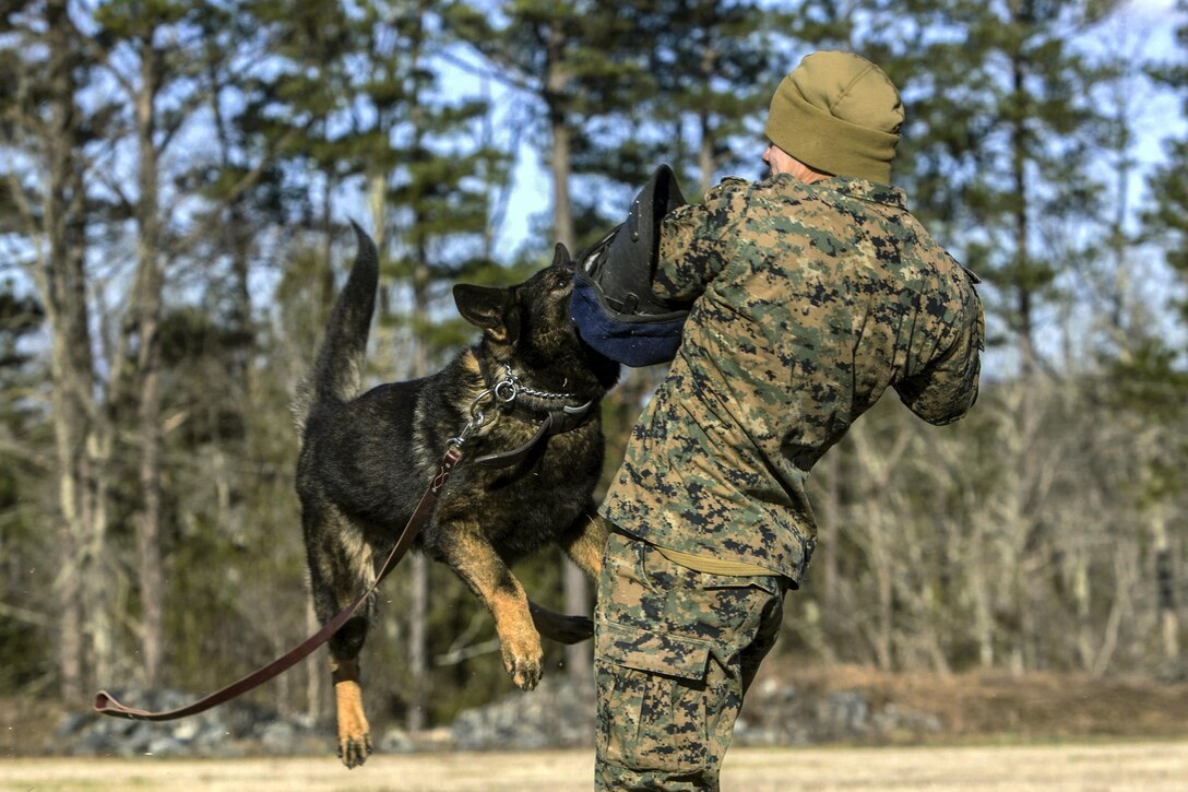 Marine Corps Cpl. Daryl A. Reyes demonstrates proper dog-handling techniques during a community relations event in South Boston, Va., Feb. 13, 2016. Reyes is a dog handler assigned to the 2nd Law Enforcement Battalion, 22nd Marine Expeditionary Unit. Marine Corps photo by Lance Cpl. Koby I. Saunders